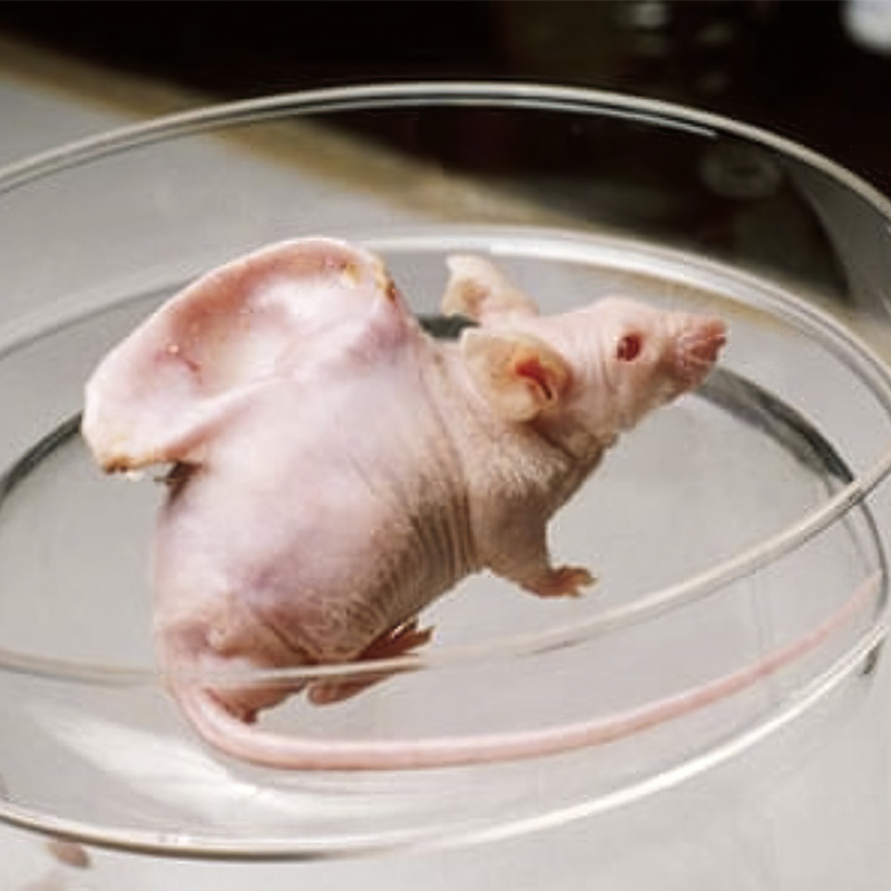 1996 - Prof. Charles Vacanti able to grow ear on the back of a mouse